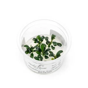 Bucephalandra Brownie Phoenix Aquatic Farmer Tissue Culture
