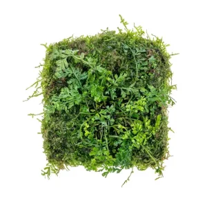 Bolbitis Difformis & Christmas Moss - Foresta Mat
