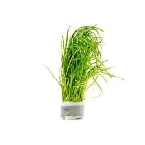 Isoetes Velata Var. Sicula