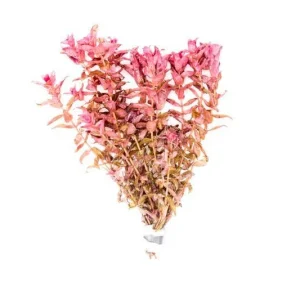 Rotala Macrandra Red