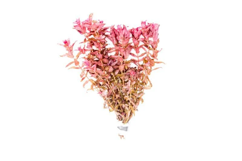 Rotala Macrandra Red