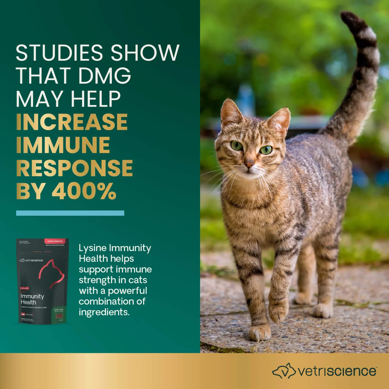 VetriScience Lysine Immunity Health Supplement for Cats - Image 2