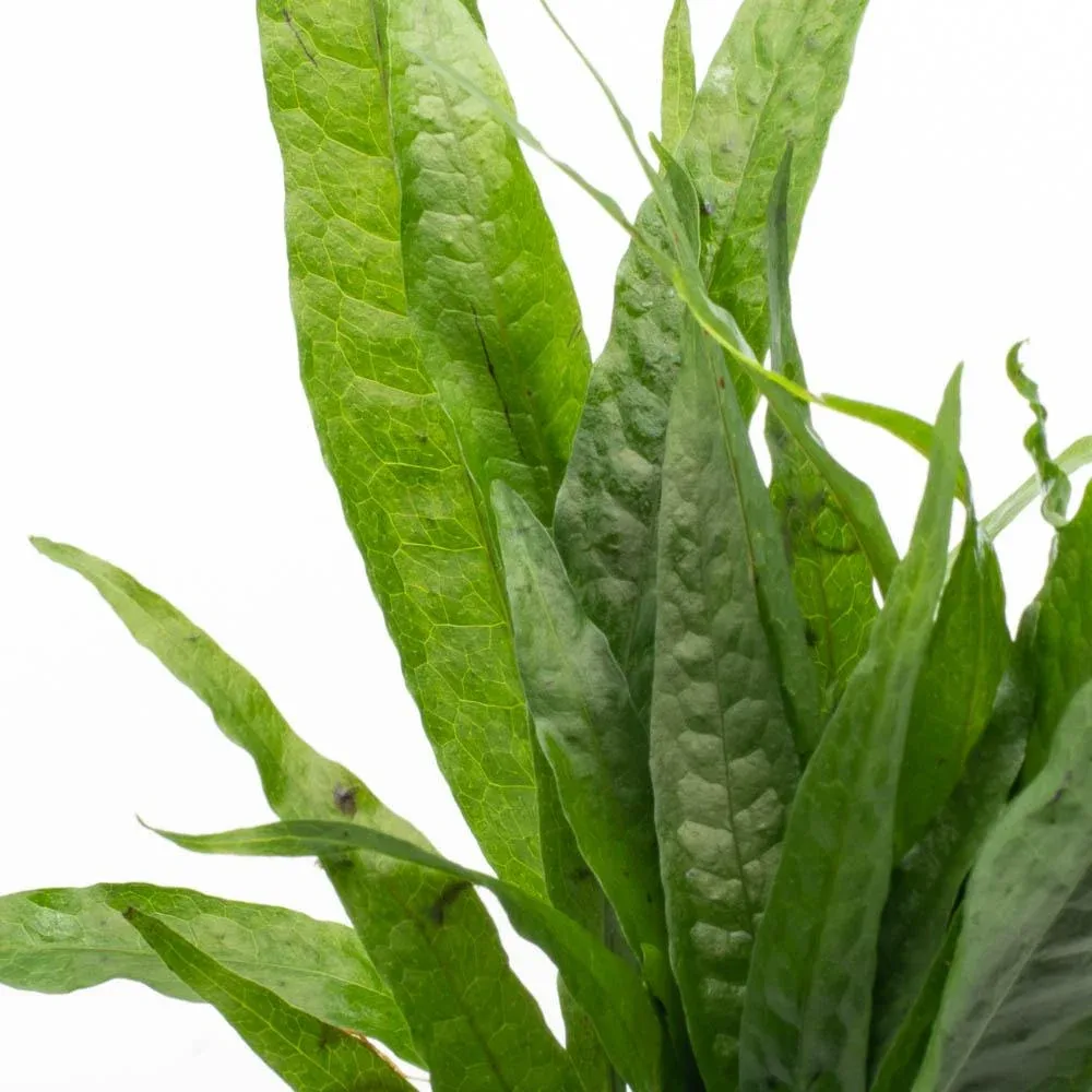 Java Fern Philippine - Image 2