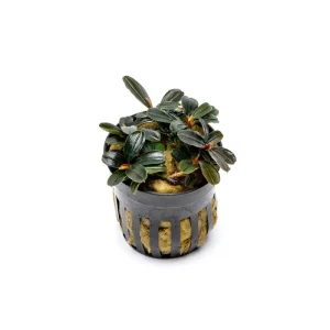 Bucephalandra Kedagang Mini Round (Farmed)