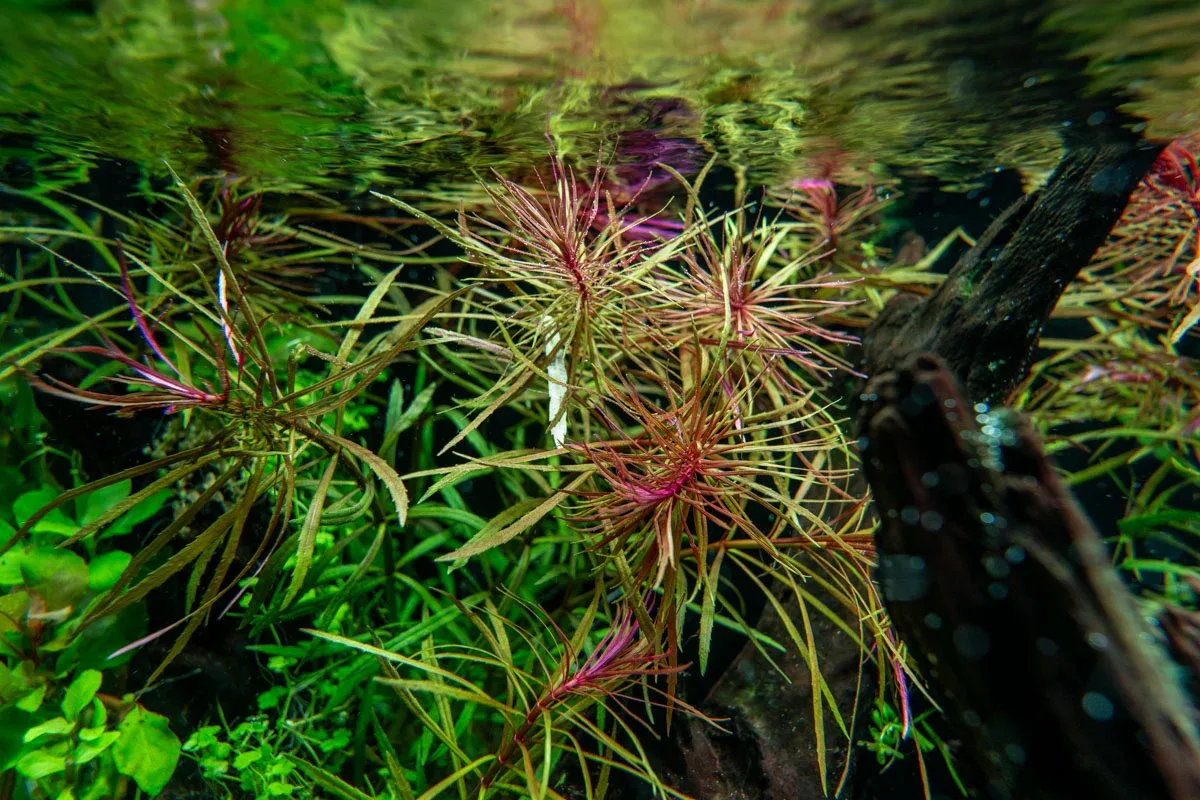 Eusteralis Stellata / Pogostemon Stellatus - Image 2