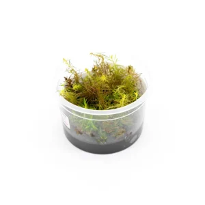 Rotala Wallichii Aquatic Farmer Tissue Culture