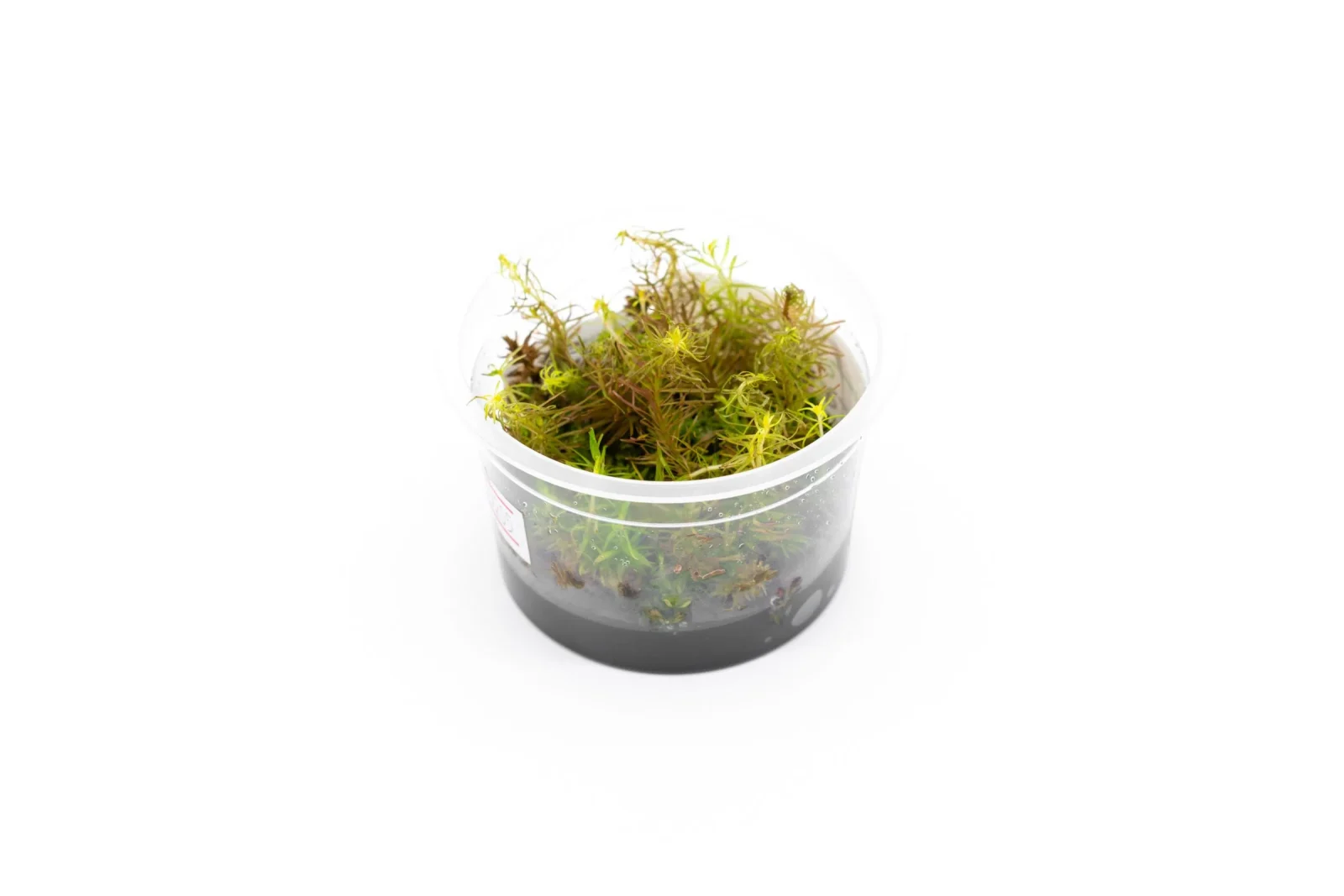 Rotala Wallichii Aquatic Farmer Tissue Culture