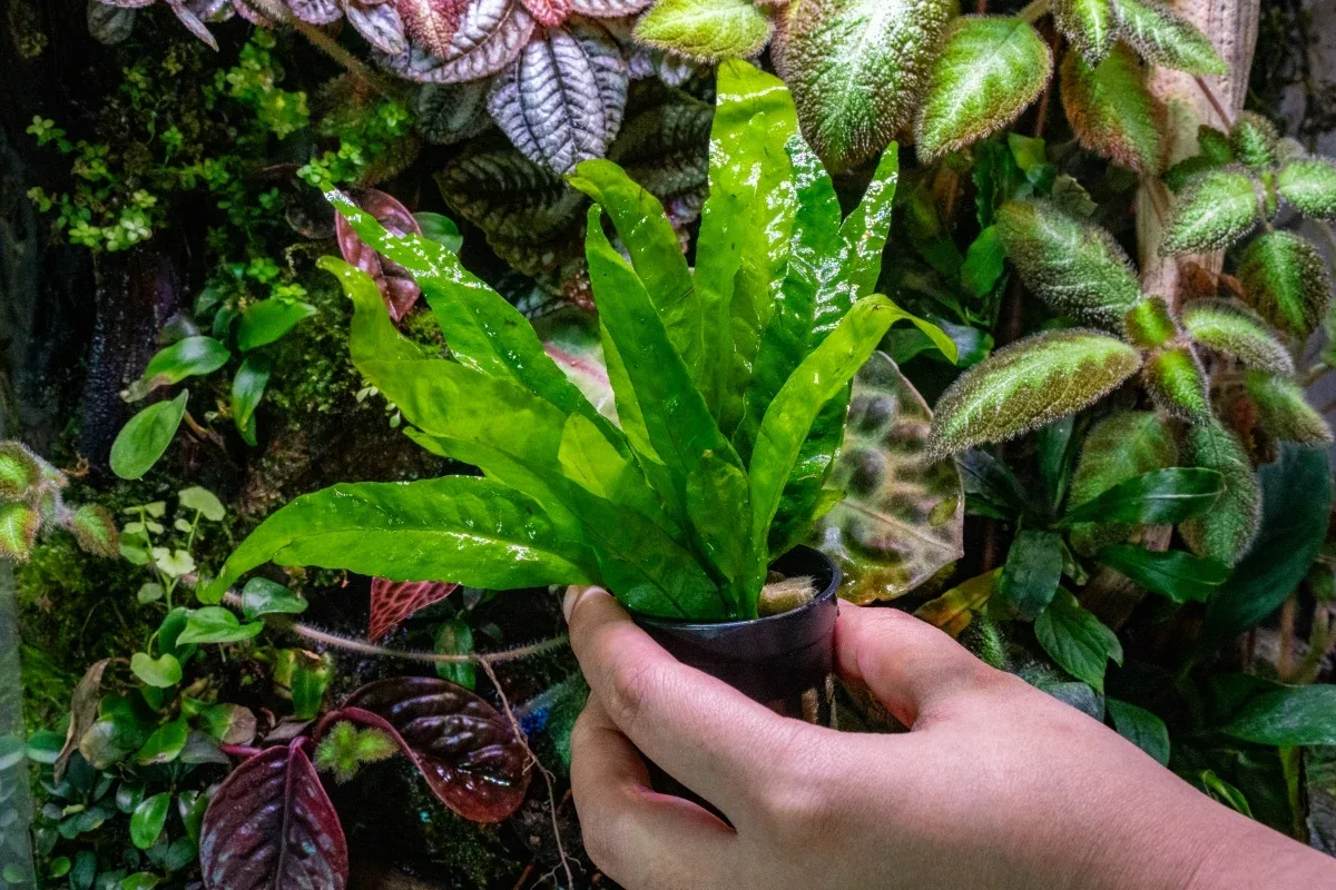 Java Fern - Image 2