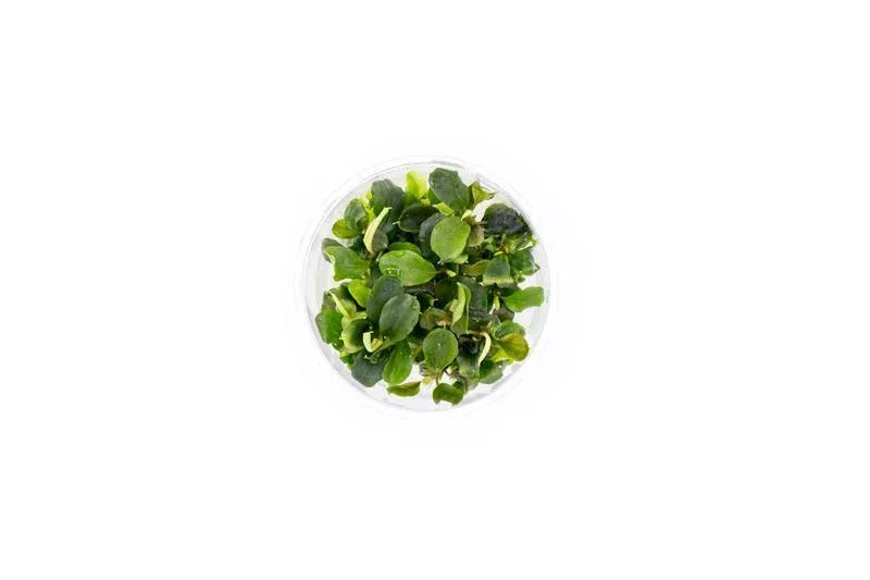 Bucephalandra Green Wavy Tissue Culture - Image 2