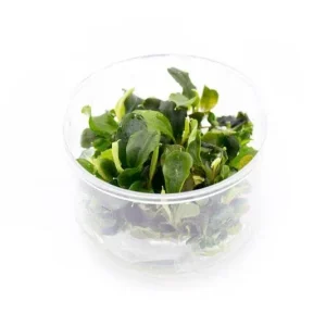 Bucephalandra Green Wavy Tissue Culture