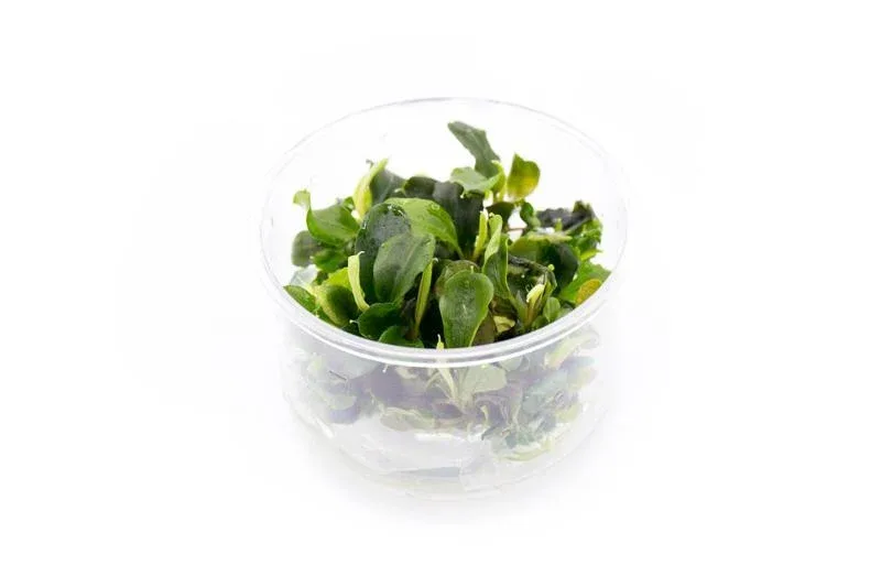 Bucephalandra Green Wavy Tissue Culture