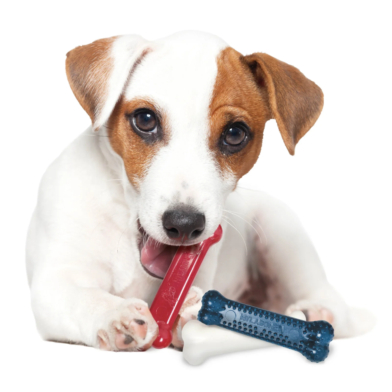 Nylabone Power Dog Chew Variety Triple Pack Chicken, Bacon Peanut Butter, Small/Regular up to 25 lb. 3 ct - Image 2