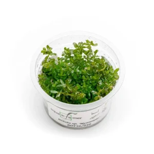 Rotala sp. 'Myanmar' Aquatic Farmer Tissue Culture