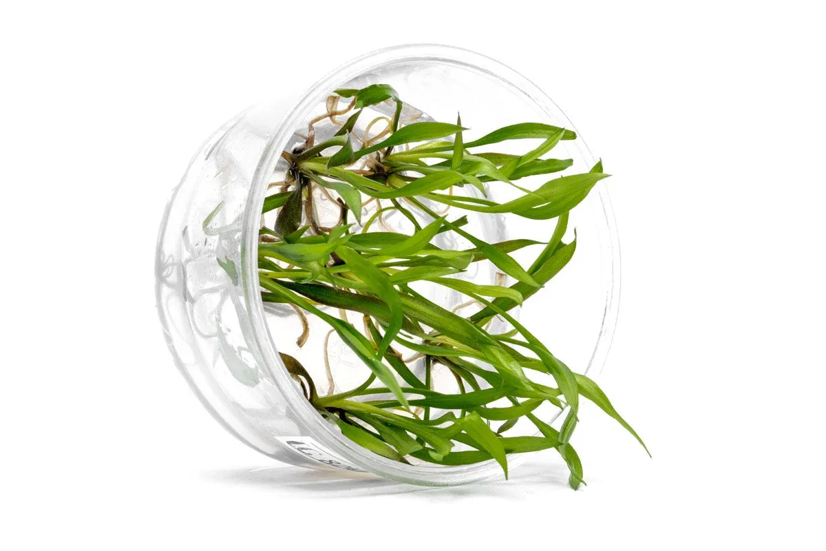 Cryptocoryne Spiralis 'Jwala' UNS Tissue Culture - Image 2