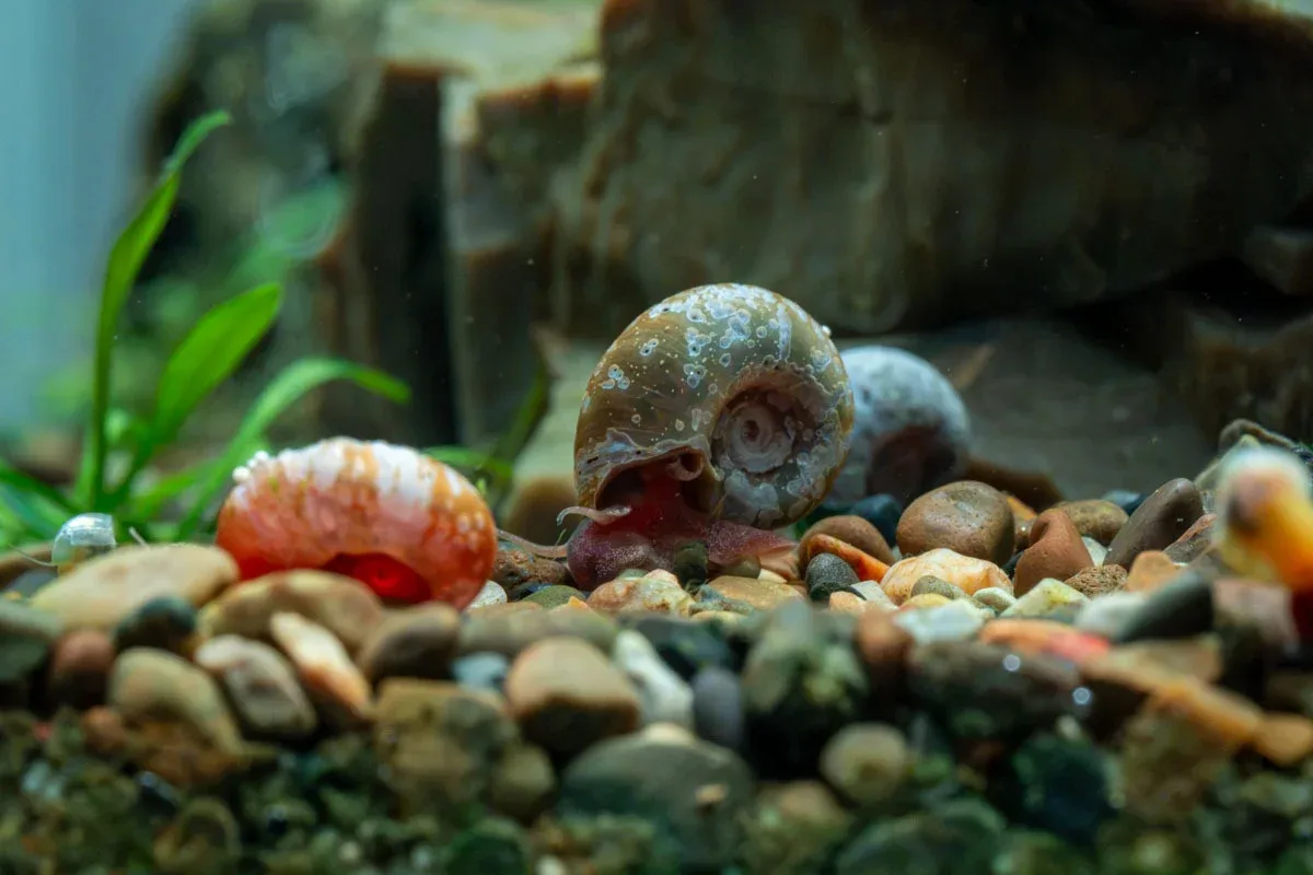 Ramshorn Snails - Image 2