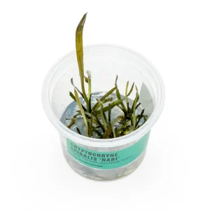 Cryptocoryne Spiralis 'Nari' UNS Tissue Culture