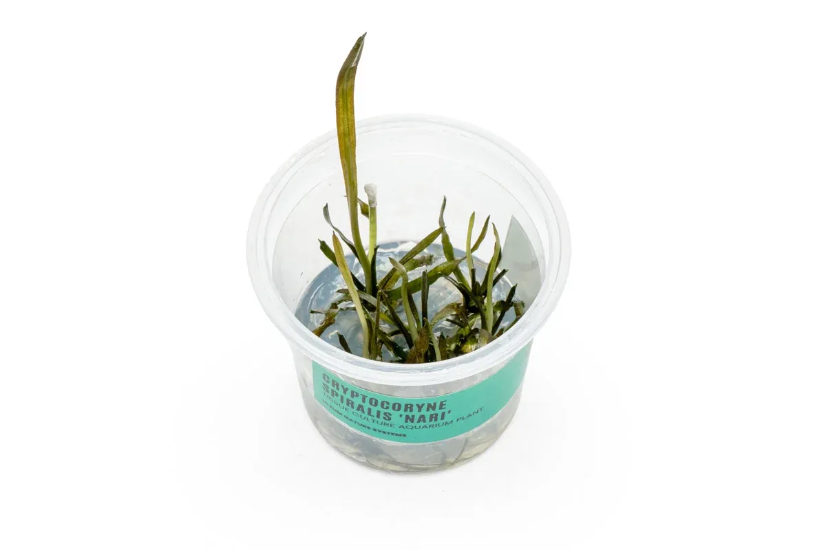 Cryptocoryne Spiralis 'Nari' UNS Tissue Culture
