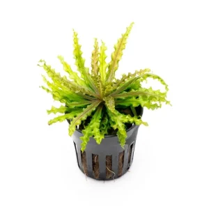Pogostemon Helferi Downoi Red