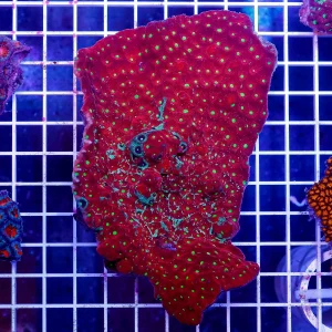 Red and Green War Coral 5.25" WYSIWYG