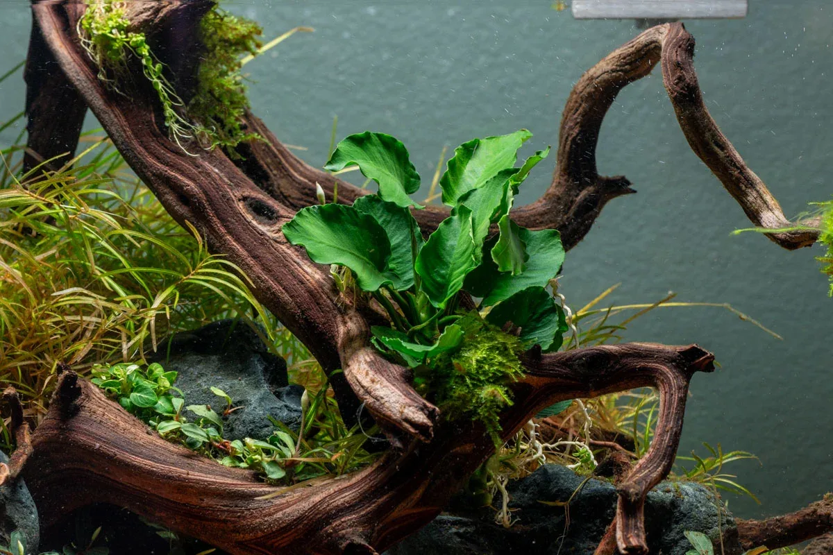 Anubias Emerald Bloom - Image 2