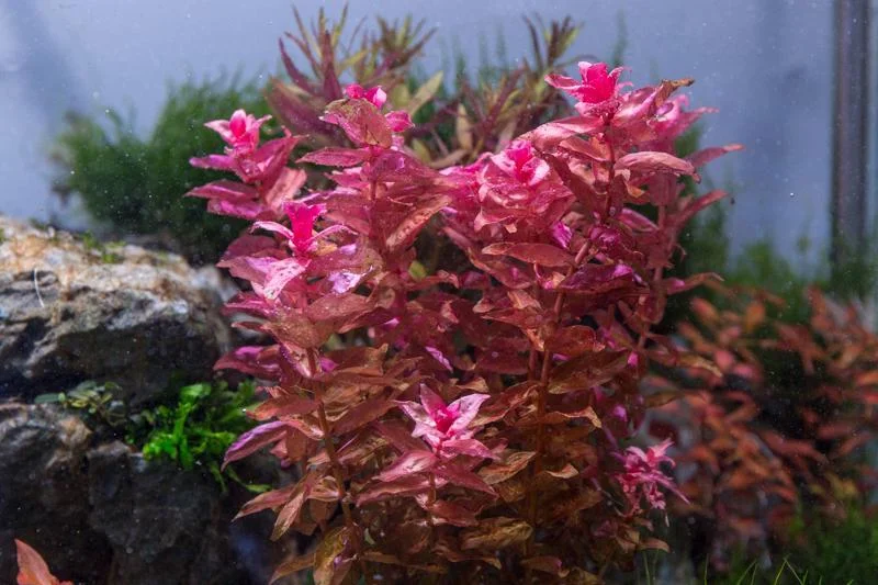 Rotala Macrandra Red - Image 2