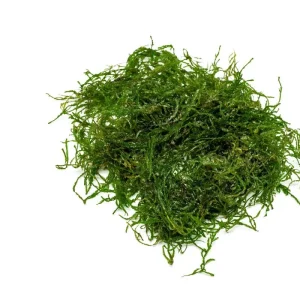 Flame Moss on Stainless Steel