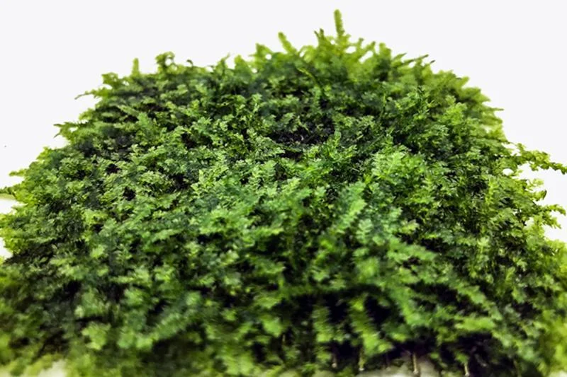 Mini Christmas Moss on Stainless Steel - Image 2