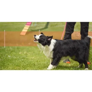 Clean Run Over The Top - A Workshop Dedicated to Our High Arousal Dogs