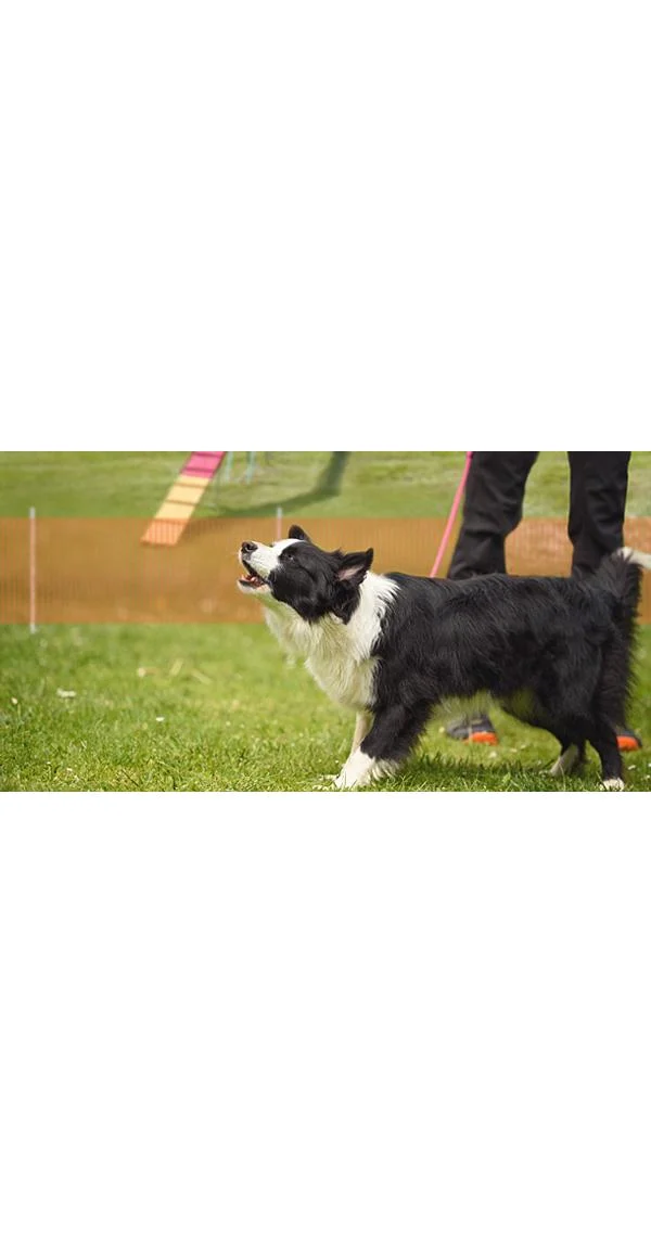 Clean Run Over The Top - A Workshop Dedicated to Our High Arousal Dogs