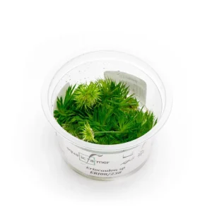 Eriocaulon Aquaticum Aquatic Farmer Tissue Culture