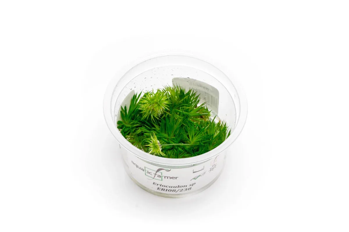 Eriocaulon Aquaticum Aquatic Farmer Tissue Culture