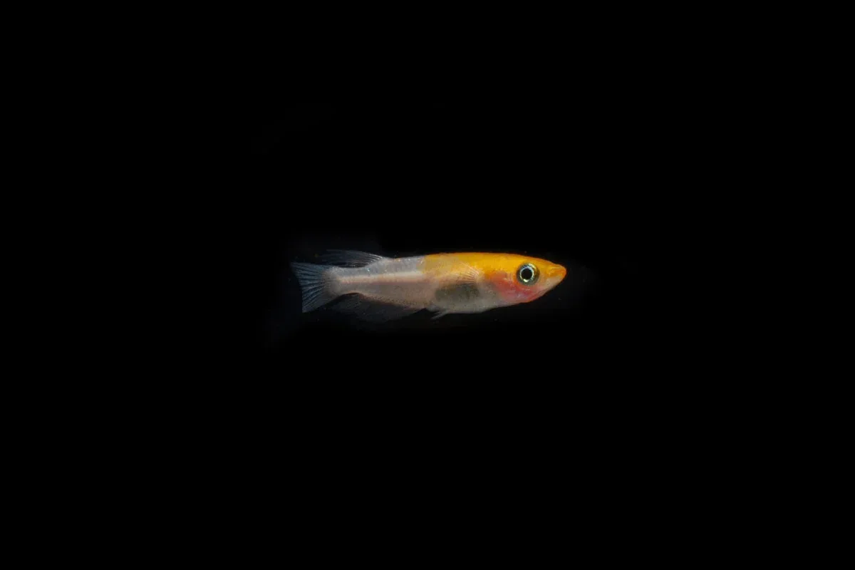Komachi Medaka Rice Fish - Image 2
