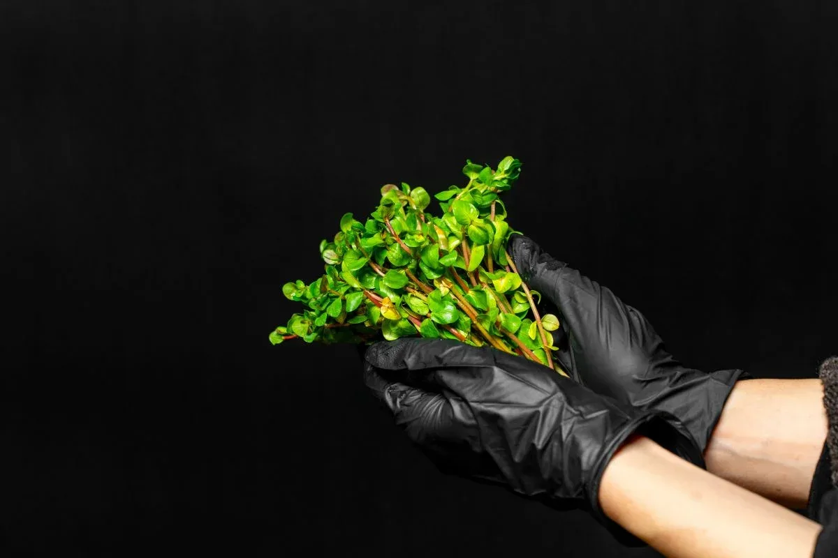 Rotala Indica Green - Image 2