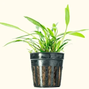 Cryptocoryne Lucens
