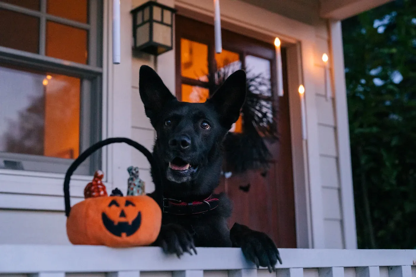 Howl-o-ween Treat Basket - Image 2