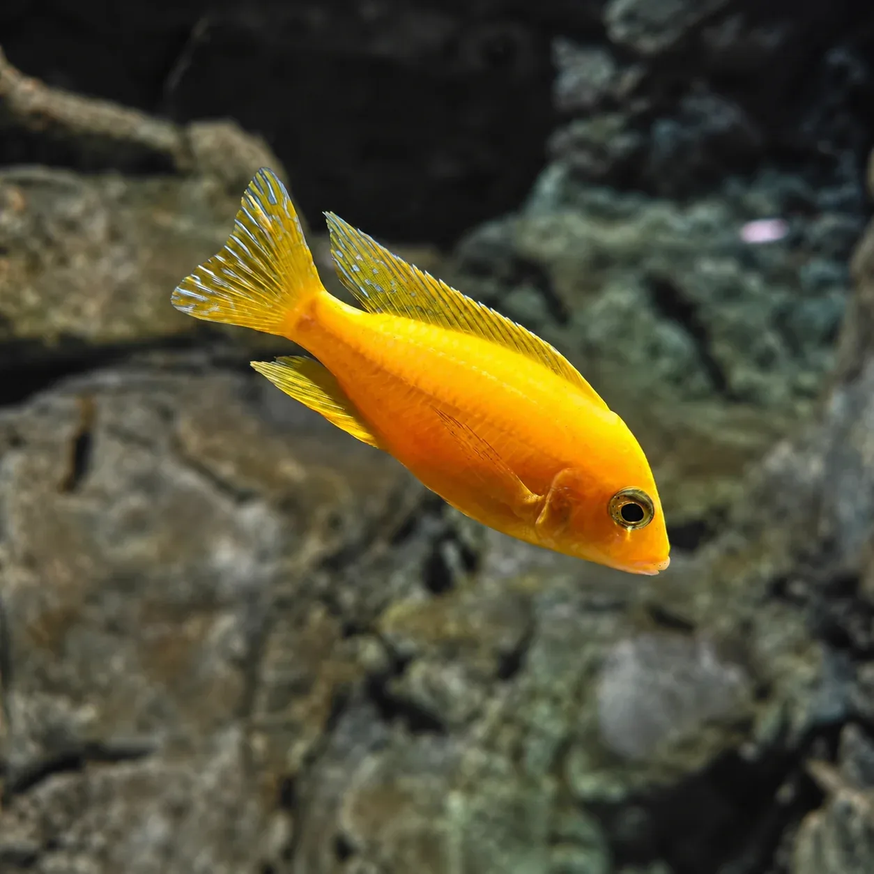 Lemon Cichlid