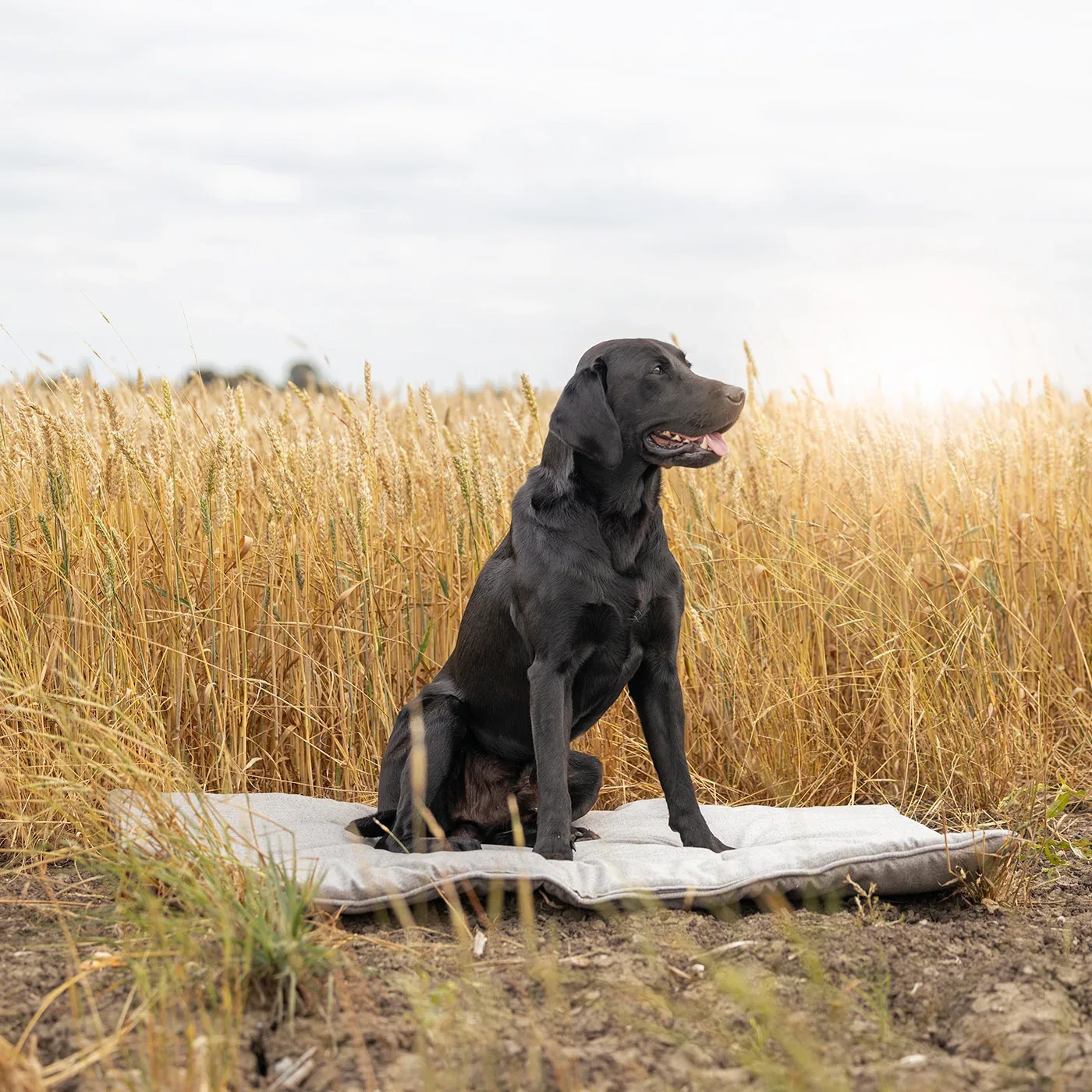 Travel Mat In Inchmurrin Ground by Lords & Labradors - Image 2