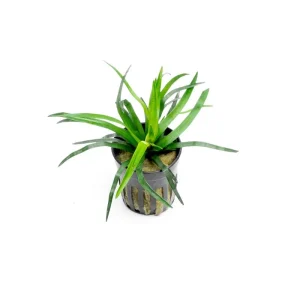 Eriocaulon sp Vietnam
