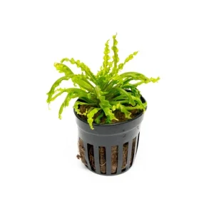 Pogostemon Helferi 'Downoi'
