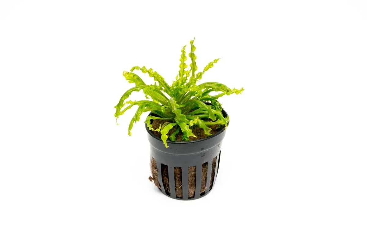 Pogostemon Helferi 'Downoi'