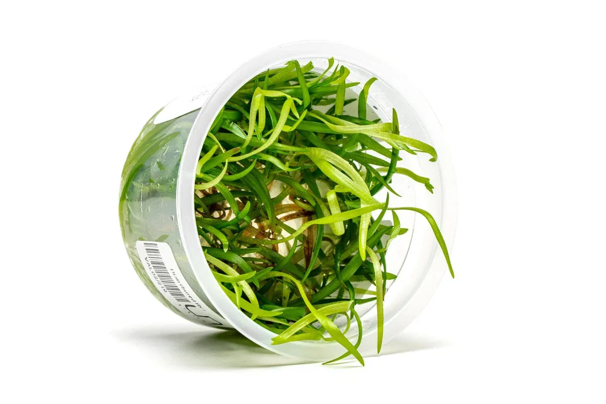Vallisneria Spiralis Aquatic Farmer Tissue Culture - Image 2