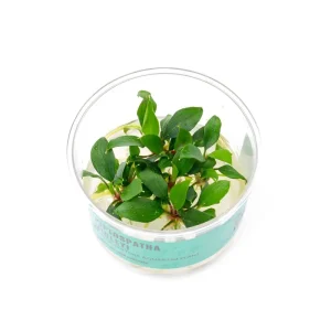 Piptospatha Ridleyi UNS Tissue Culture