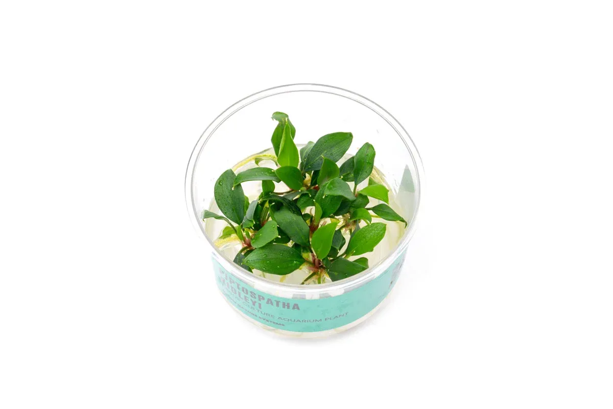 Piptospatha Ridleyi UNS Tissue Culture