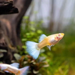 Albino Full Platinum Guppies