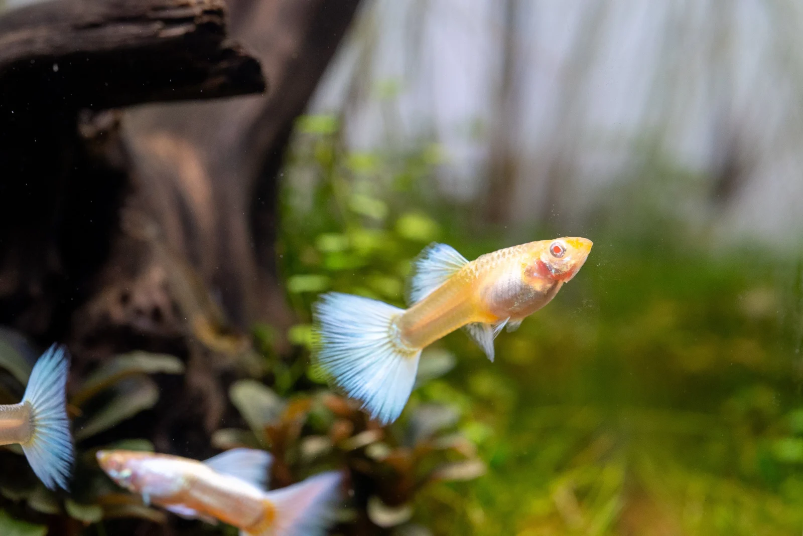 Albino Full Platinum Guppies