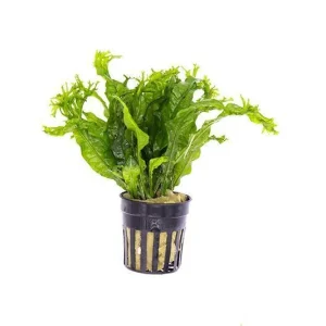 Java Fern 'Windelov'