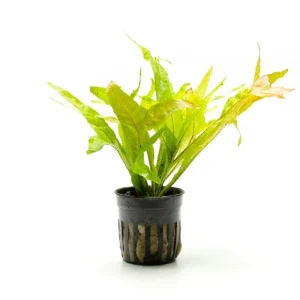 Java Fern Fishtail