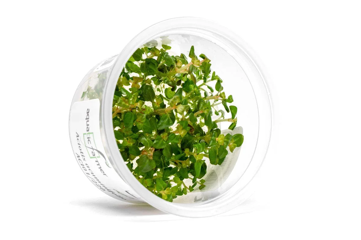 Aciotis Acuminifolia Aquatic Farmer Tissue Culture - Image 2