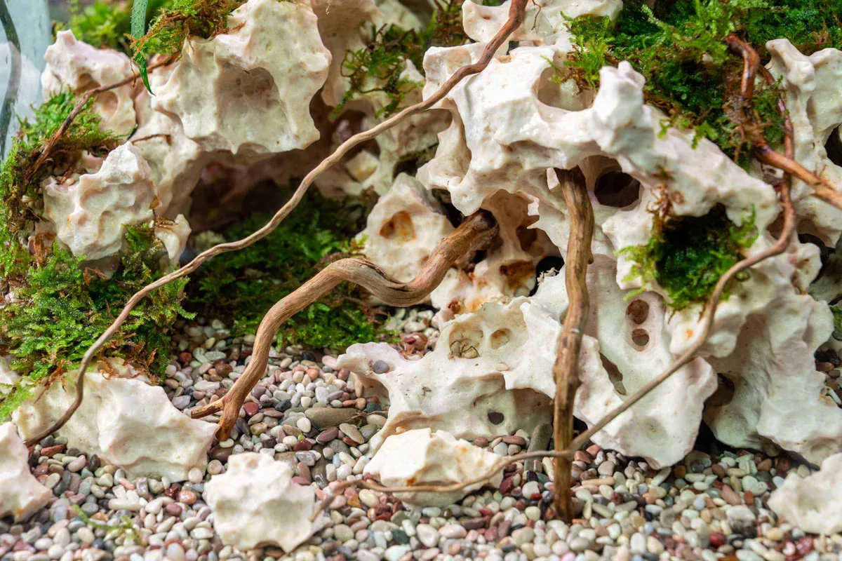 Detail Roots (Pack of 20) - Image 2