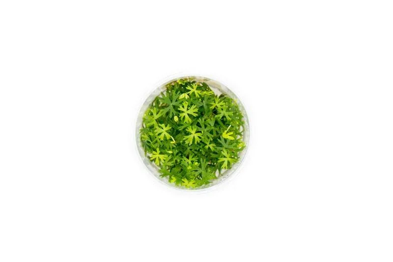 Ranunculus Inundatus UNS Tissue Culture - Image 2